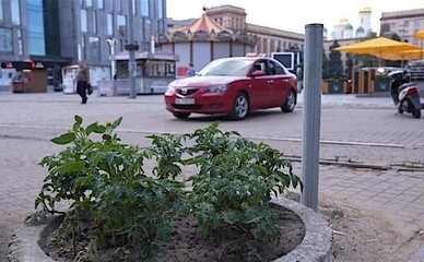 Днепрянин-агроном превратил грязные клумбы в огороды с помидорами в центре города